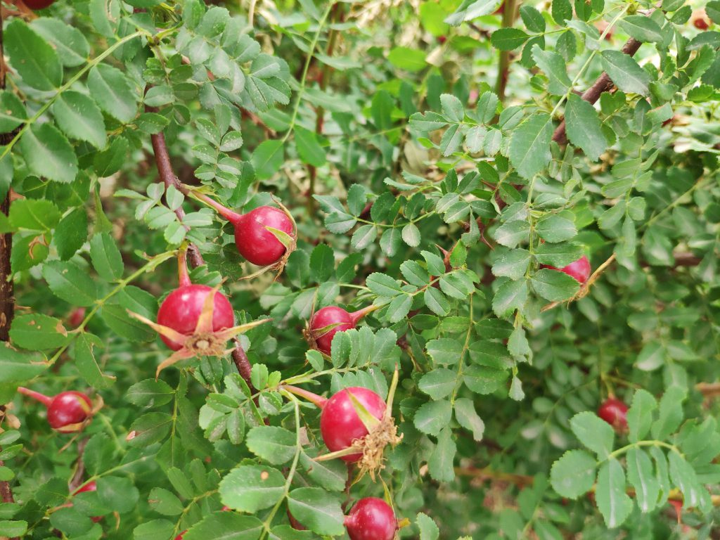 黄刺玫